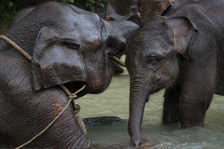 Saving Sumatran elephants starts with counting them. Indonesia won’t say how many are left