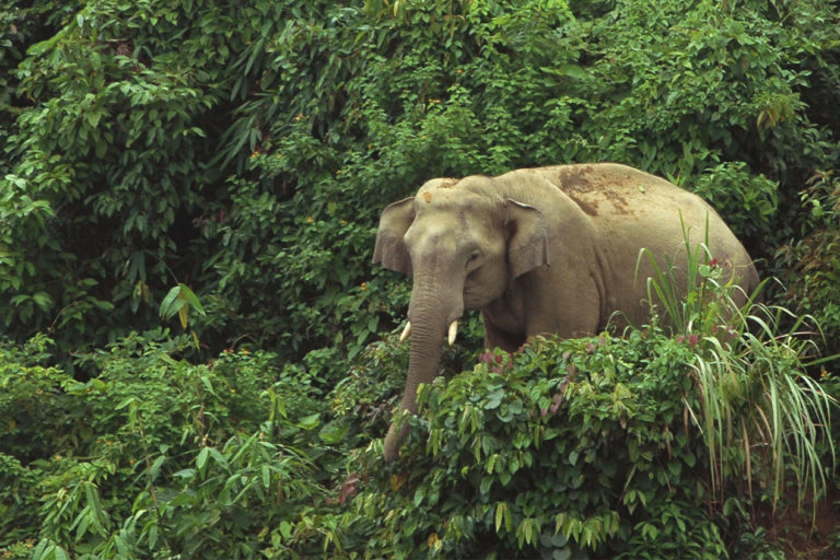 Bangladesh struggles to protect the last of its last wild elephants