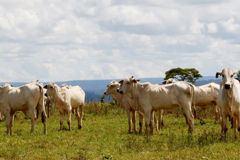New Brazil bill puts cattle pasture over Pantanal wetland