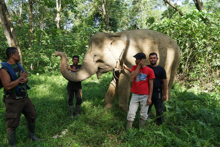 Video: Life in the awe-and-terror-inspiring vicinity of the Sumatran elephant