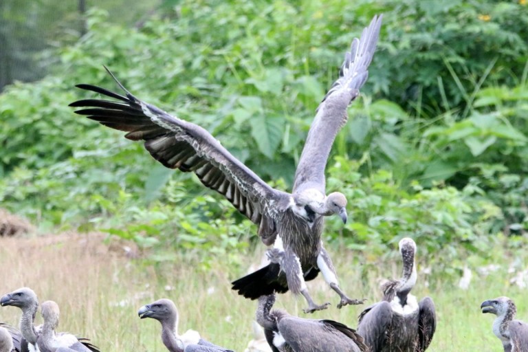 No time to keep vultures out of danger as new Nepal airport set to open