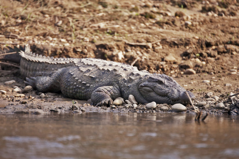 Nepal’s mugger crocs face ‘senseless’ turf war over dwindling fish resources