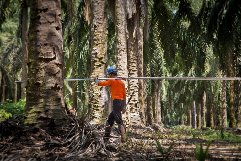 Mongabay probe key as Brazil court rules on palm oil pesticide contamination