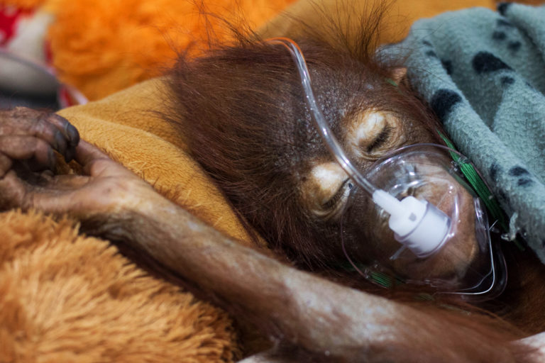 Severe malaria cases in rescued orangutans raises concerns for wild populations