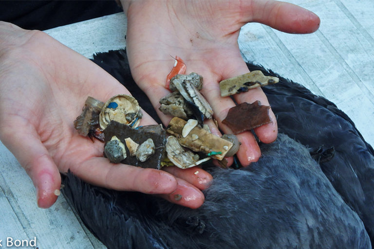 Plastic impacts a grossly underestimated ‘one-two punch’ for seabirds: Study