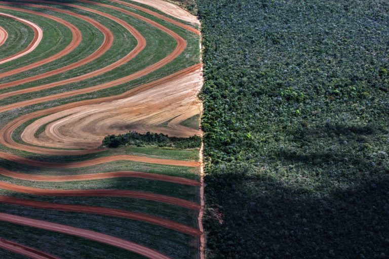 Growing soy on cattle pasture can eliminate Amazon deforestation in Brazil