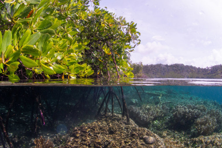 Mangrove forest loss is slowing toward a halt, new report shows