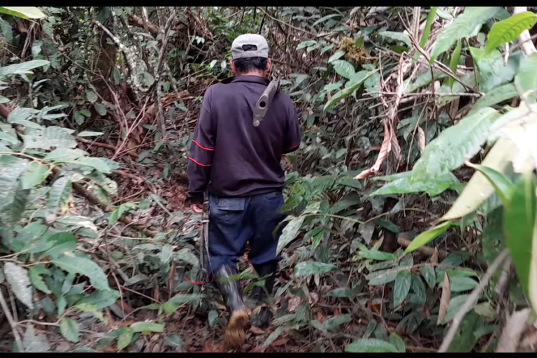 As gangs battle over Peru’s drug trafficking routes, communities and forest are at risk