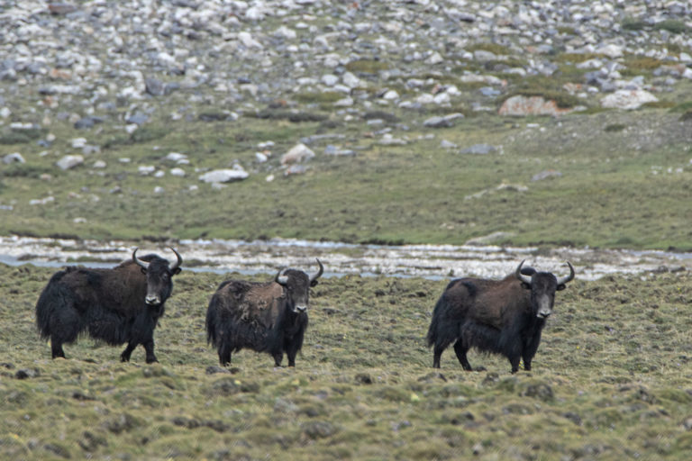 Nepal’s wild yaks ‘need more conservation than research’: Q&A with Naresh Kusi