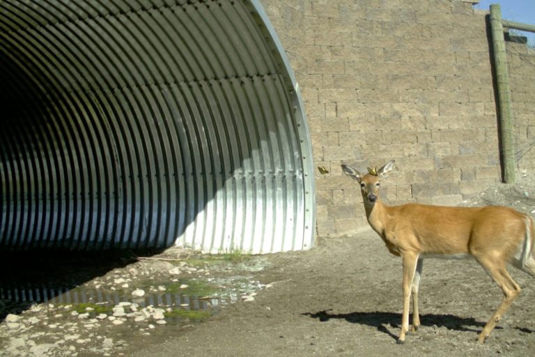 Video: Wildlife crossings built with tribal knowledge drastically reduce collisions