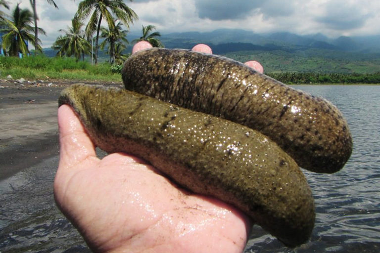 Fishers in Flores Sea opt to limit harvest of overexploited sea cucumbers