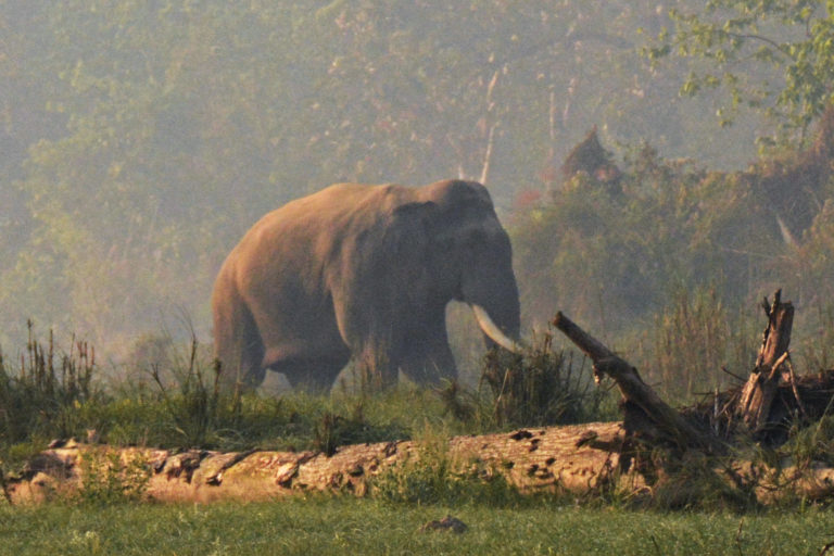 In Nepal, officials defend detusking to reduce human-elephant conflict