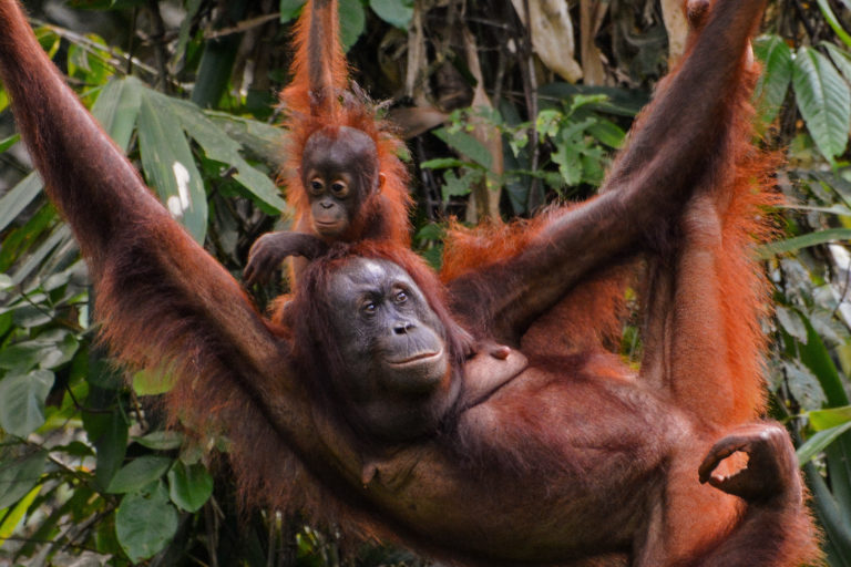 What can Half or Whole Earth conservation strategies do for orangutans?