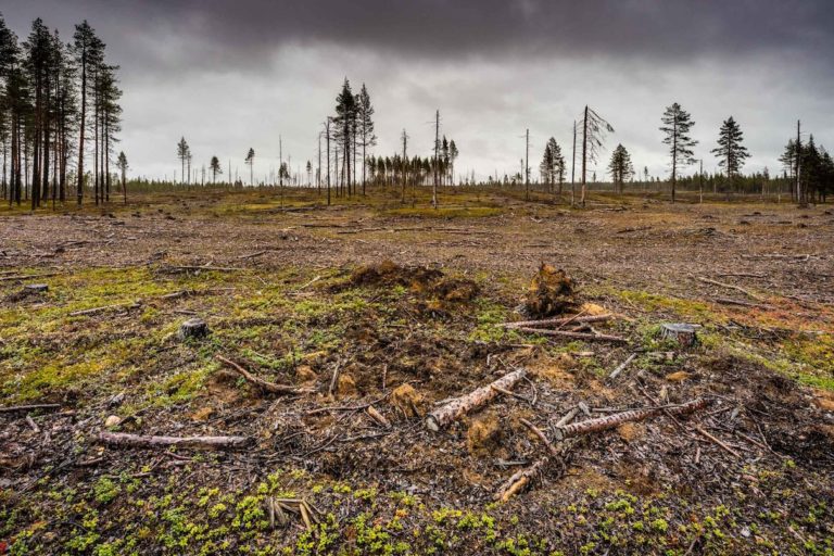 EU’s winter energy crisis intensifies pressure on forests (commentary)