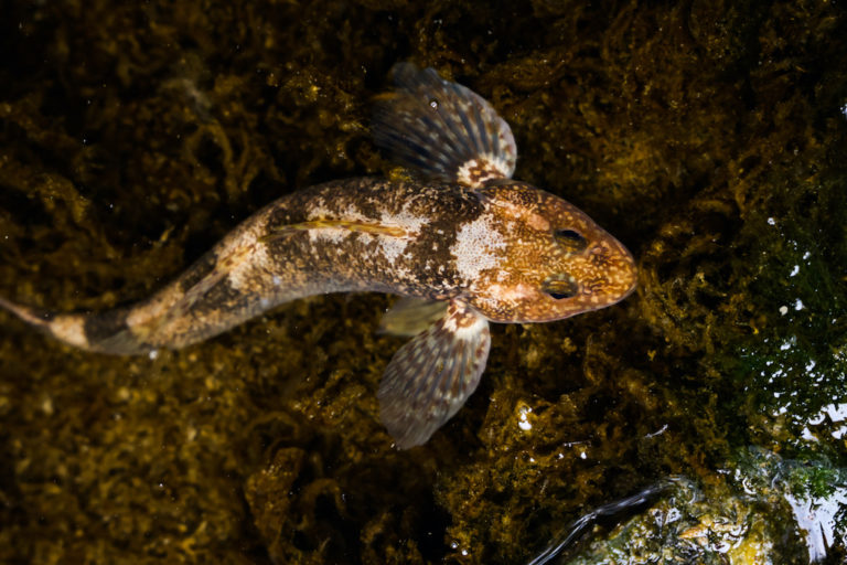 ‘Europe’s rarest fish’ numbers spawn hopes for species’ survival
