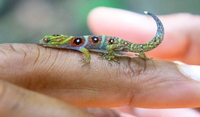Rare, critically endangered gecko making dramatic recovery in Caribbean
