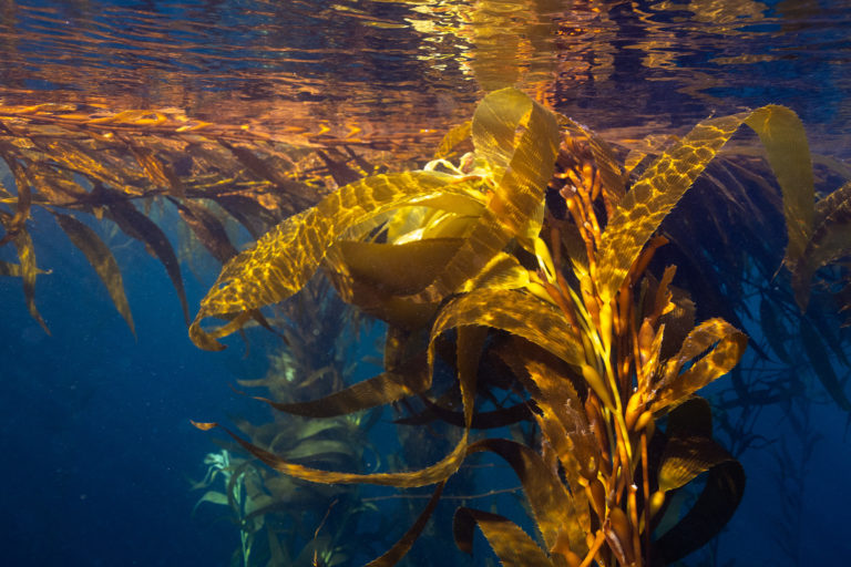 Peat on land and kelp at sea as Argentina protects tip of Tierra del Fuego