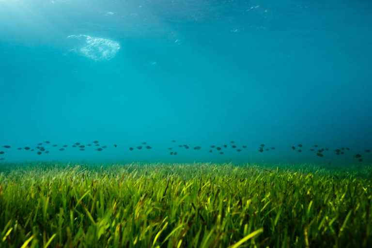 研究称人类可在2050年之前恢复海洋环境