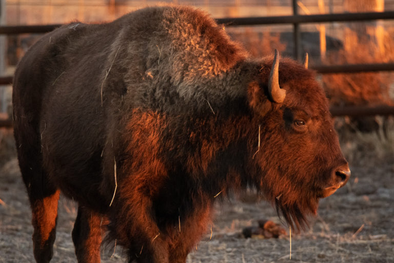 找回被剝奪一世紀的自由 美洲野牛重回印第安保留區 帶來生態與部族文化新契機