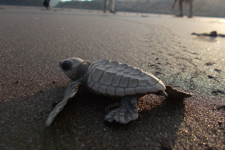 For two years, hundreds of turtles at Varanasi breeding centre are surviving without funds