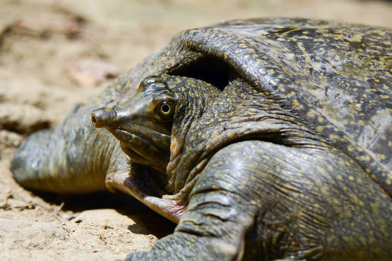 Bringing freshwater turtles out of their shells and into the spotlight