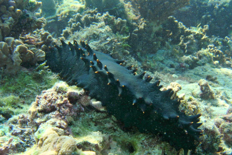 Lakshadweep unveils world’s first sea cucumber conservation reserve