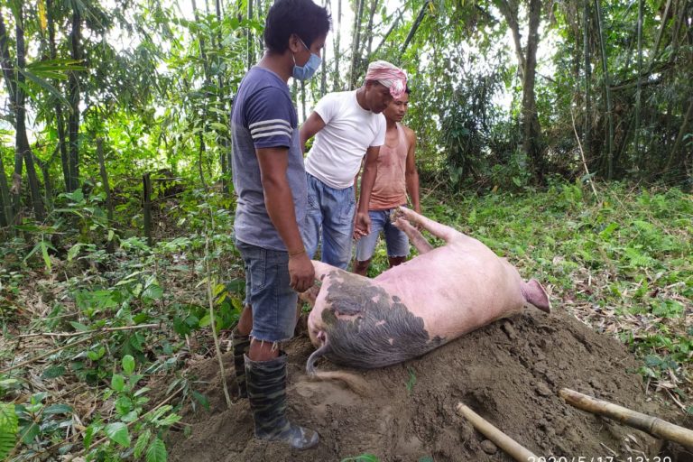 African Swine Fever kills thousands of pigs in Assam and Arunachal Pradesh