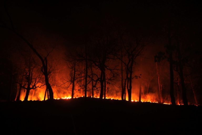 Communities or forest department? Similipal fires rake up debate on ownership of National Park