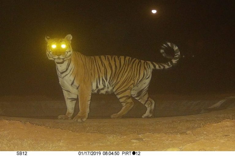Longest dispersal of a female tiger recorded in Central India