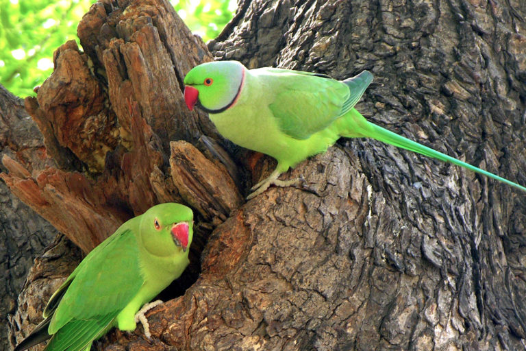 Mass deaths of birds in Faridkot linked to use of chemicals on fruit trees