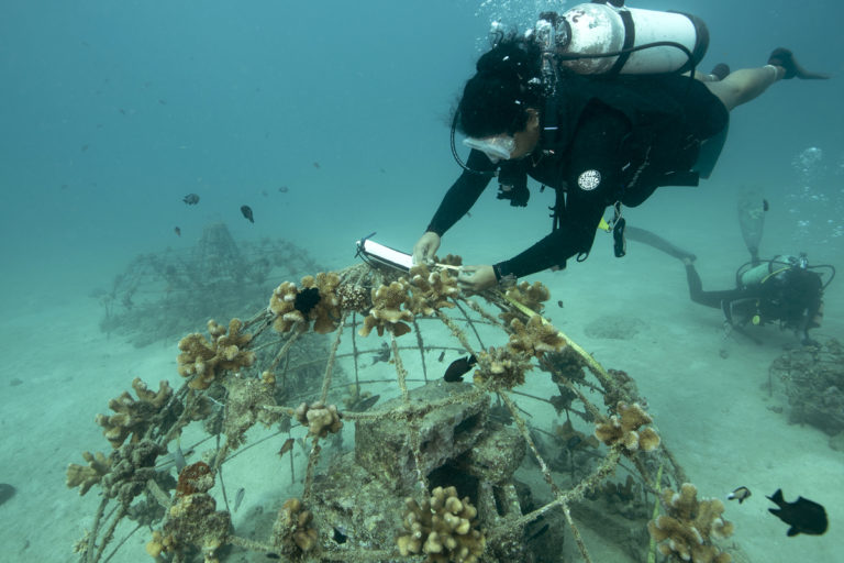 Coral transplantation helps, but not the only solution