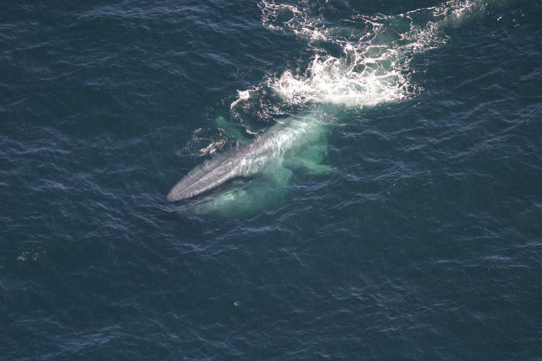 Blue whale songs recorded off Lakshadweep coast
