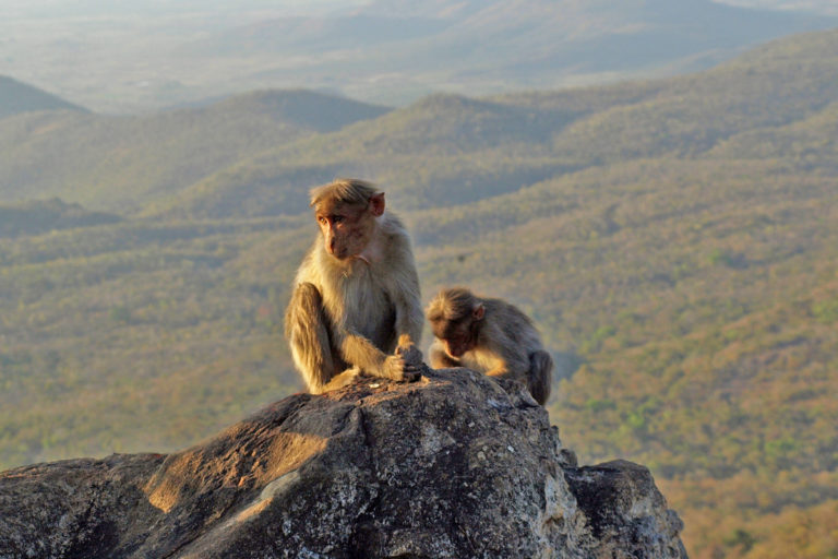 Quick solutions for human-monkey conflicts could lead to dangerous results