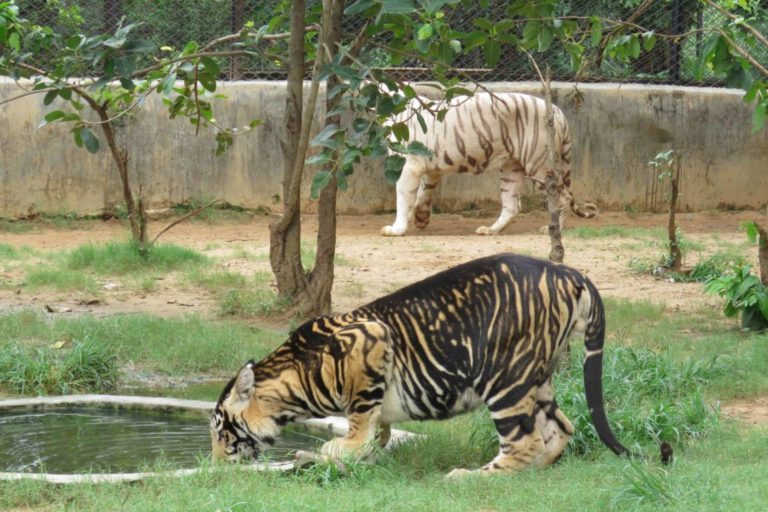 Why tiger conservation efforts need genetic data
