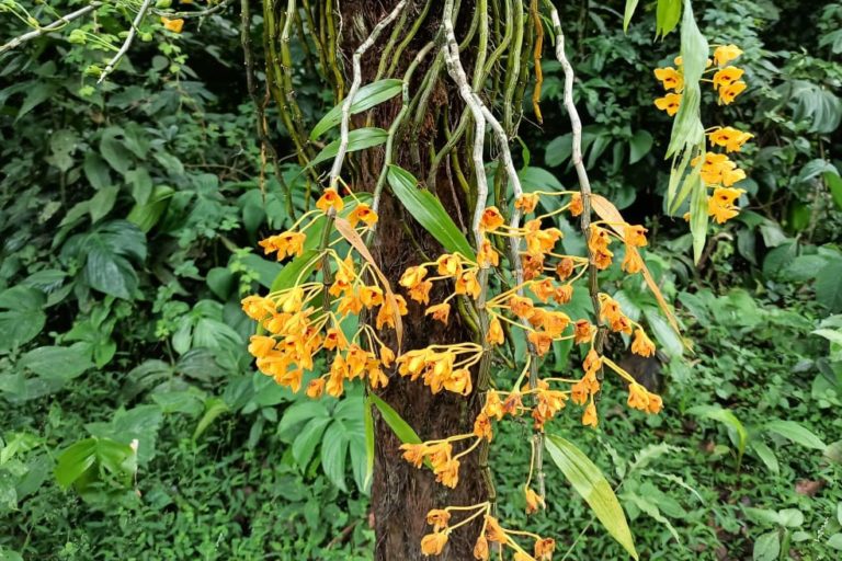 In Arunachal’s Sessa Orchid Sanctuary communities collaborate with forest officials to conserve orchids