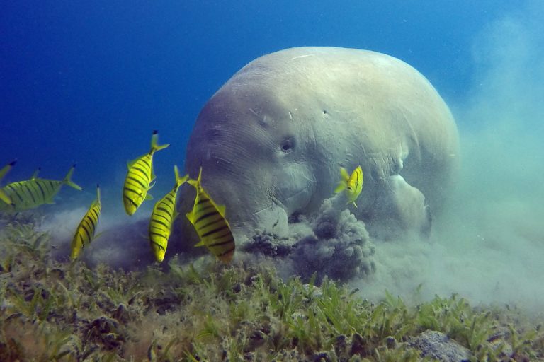 Newly declared dugong conservation reserve will help protect marine biodiversity