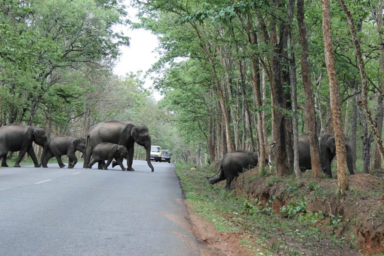 Corridors with high human activities may not ease elephant connectivity: study