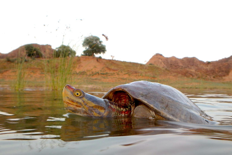Protecting the critical Chambal landscape, one of last viable habitats for red-crowned roofed turtle