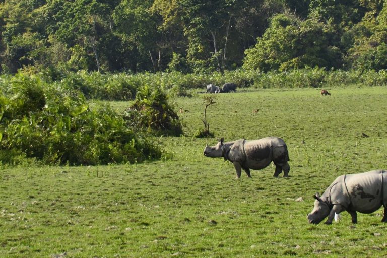 Poachers saw off horn, but leave rhino alive in a unique case in Assam