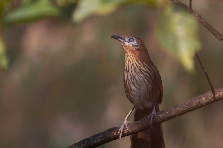 Nepal and India’s infrastructure rules are “wildlife-friendly,” but not for birds