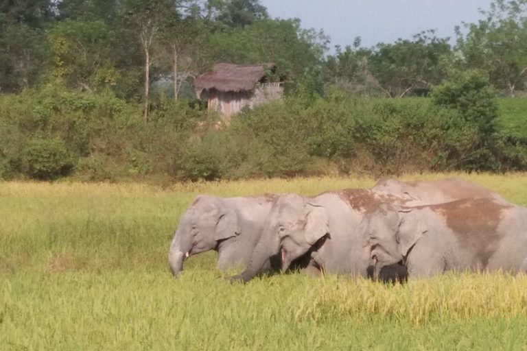 Fences of lemon trees keep elephants away from Assam farmers’ crops and homes
