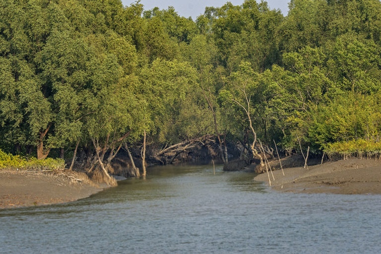 Recording mangrove damage from cyclones in the Sundarbans