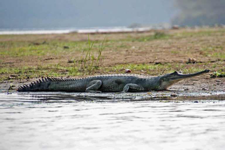 New gharial hatchlings in Nepal a hopeful sign for the critically endangered reptile