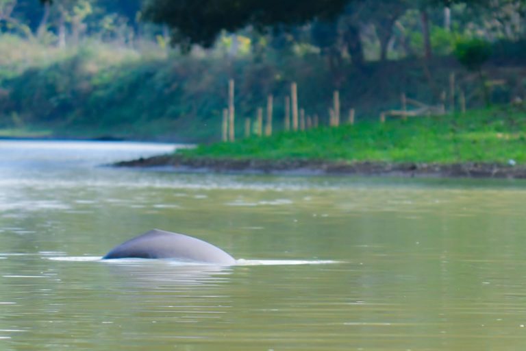 Gangetic river dolphins in Assam decline in the wake of anthropogenic pressures