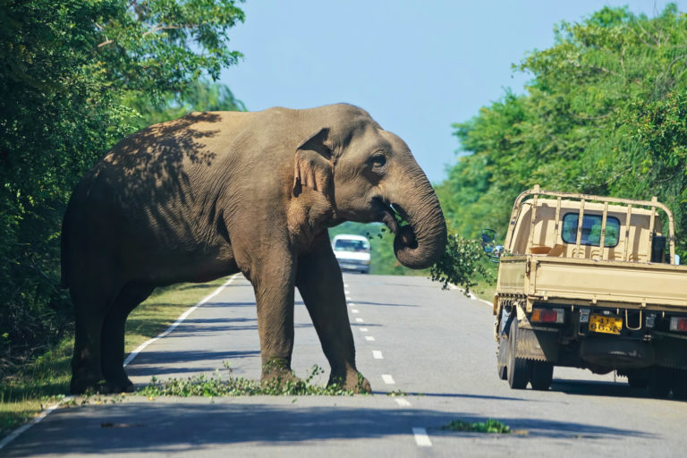 Sri Lanka fuel shortage takes a toll on wildlife treatment, conservation