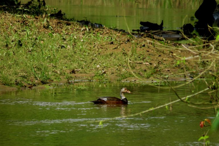 Climate change threatens the habitat of the endangered white-winged wood duck, finds study