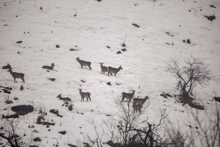 [Video] Hangul, the shy Kashmiri deer, is facing the threat of extinction as its habitat shrinks