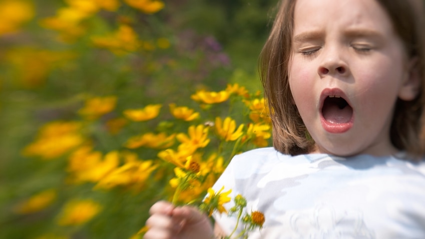 Could climate change be increasing one of the major hay fever allergens in Australia?