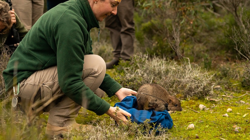 Rewilding of brush-tailed bettongs begins after population decimated