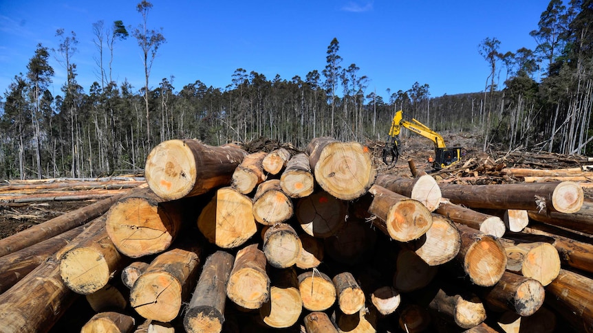 'Clear and overwhelming evidence': Research shows link between native forest logging and bushfires